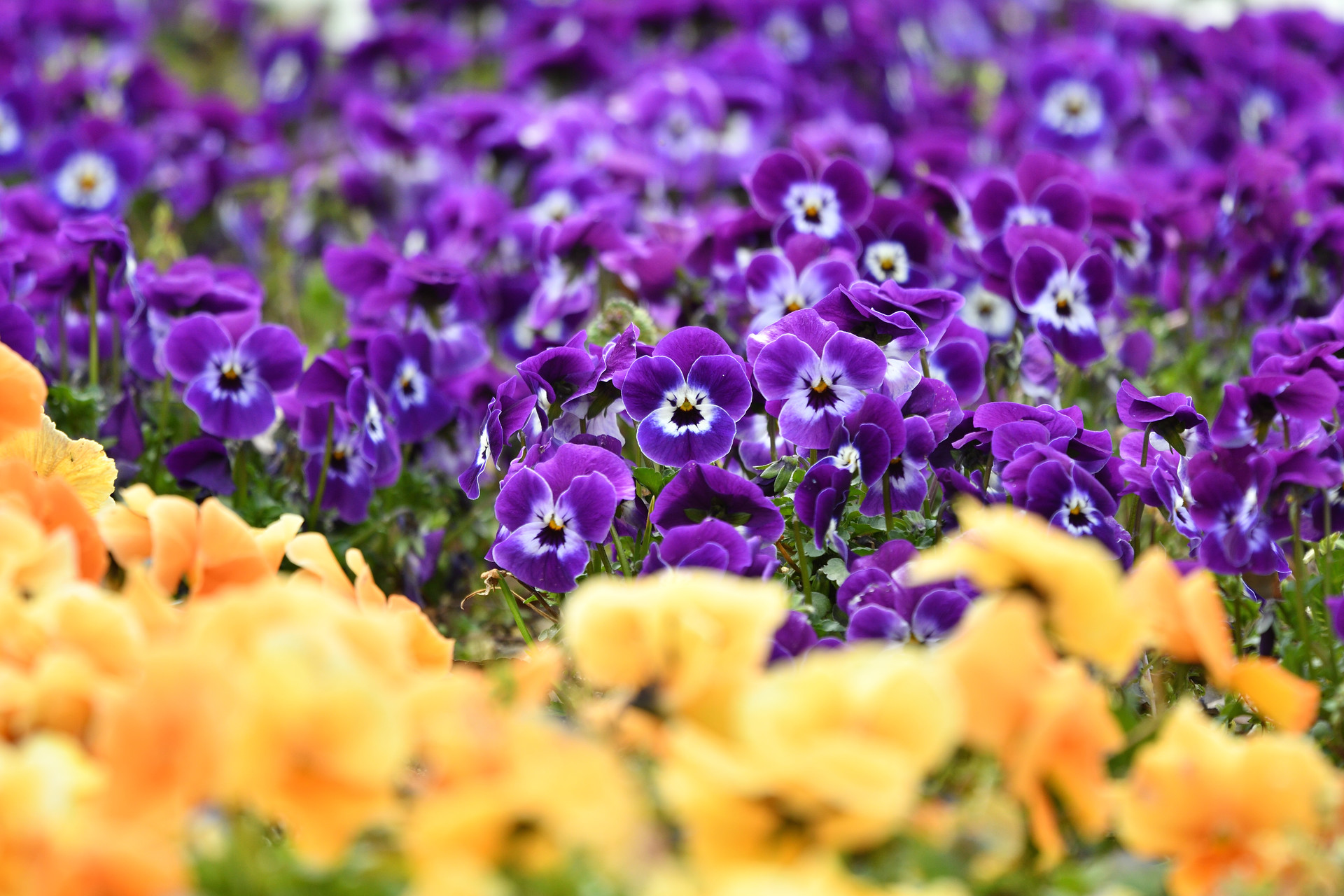 長居植物園は春の陽気 アルｇｏさんの大阪市の活動日記 Yamap ヤマップ
