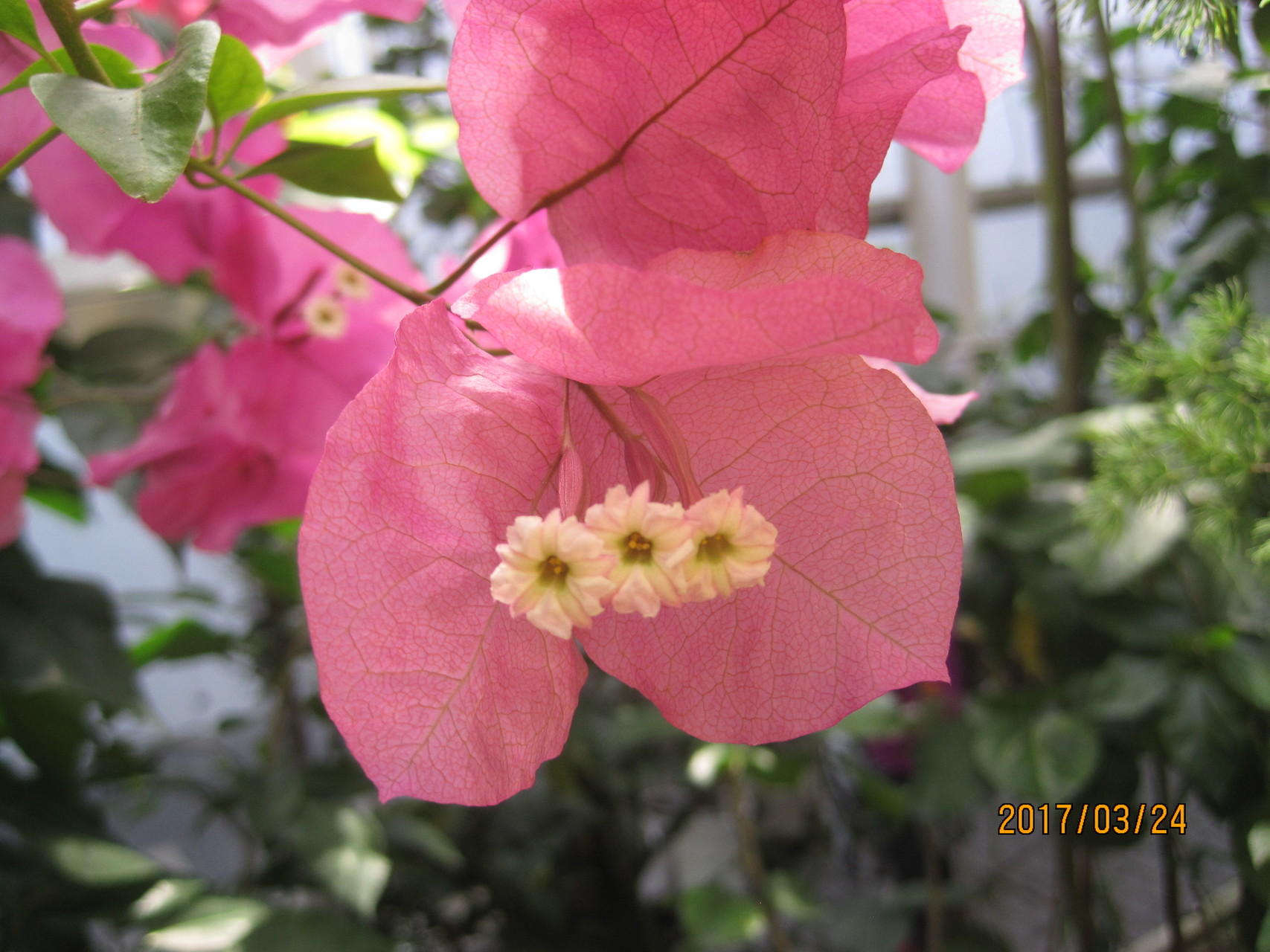 東山動植物園 ひろちゃんのつれあいさんの名古屋市の活動日記 Yamap ヤマップ
