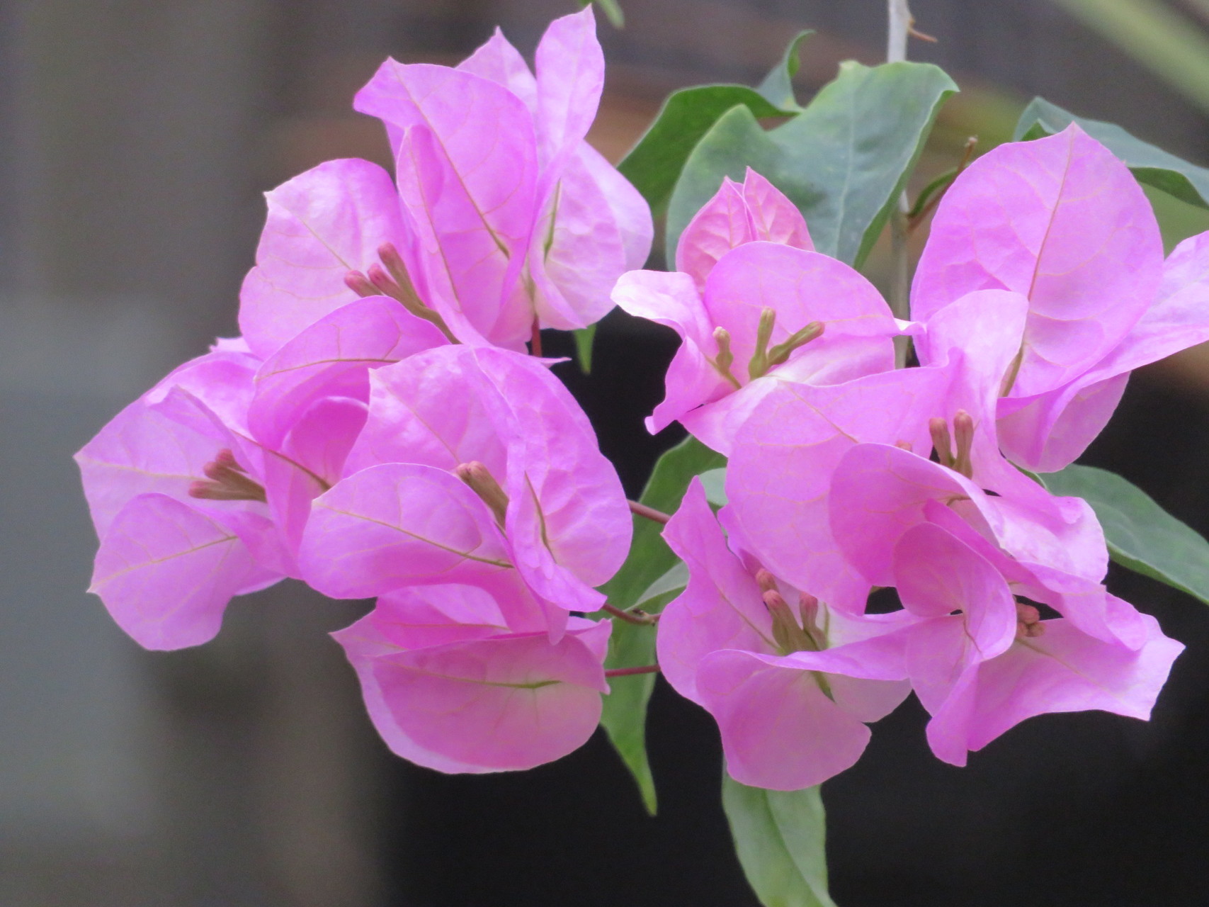 東山動植物園 ひろちゃんのつれあいさんの名古屋市の活動日記 Yamap ヤマップ