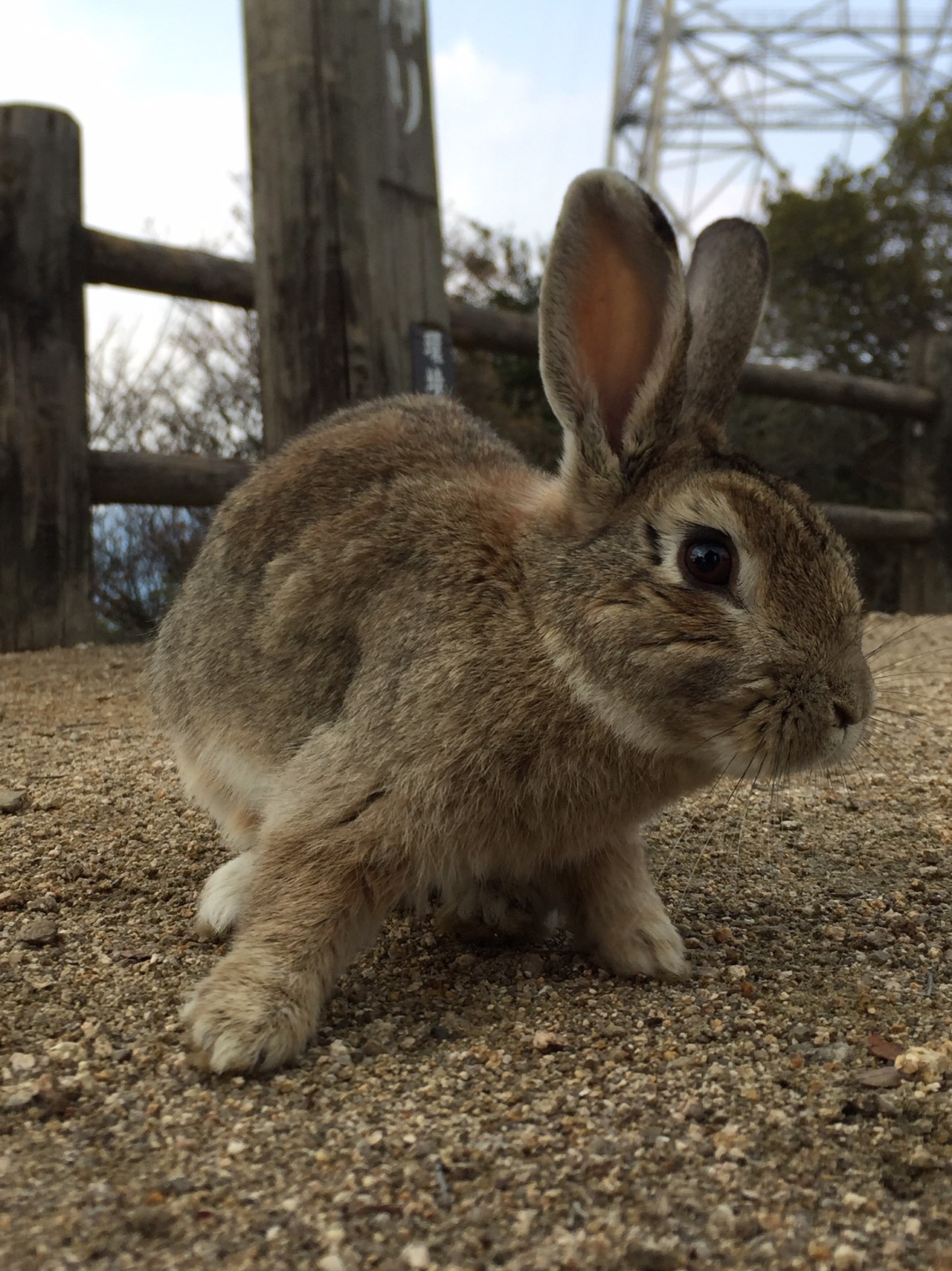 大久野島 ウサギと展望台とビール Yoshiさんの鷲ヶ頭山の活動データ Yamap ヤマップ