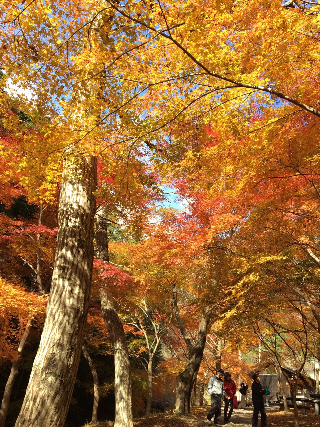 水沢岳 水沢峠 宮妻峡水沢もみじ谷19 12 12 しょこらさんの入道ヶ岳 鎌ヶ岳 仙ヶ岳の活動データ Yamap ヤマップ