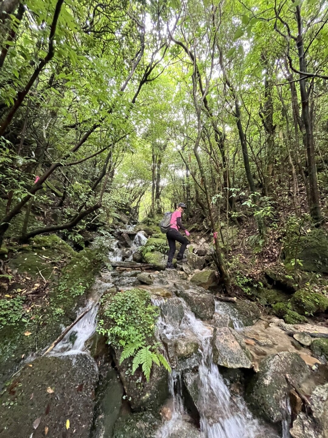 滝コースに苦戦💦枯木岳・稲尾岳 / Shino_530さんの稲尾岳・枯木岳の活動データ YAMAP / ヤマップ