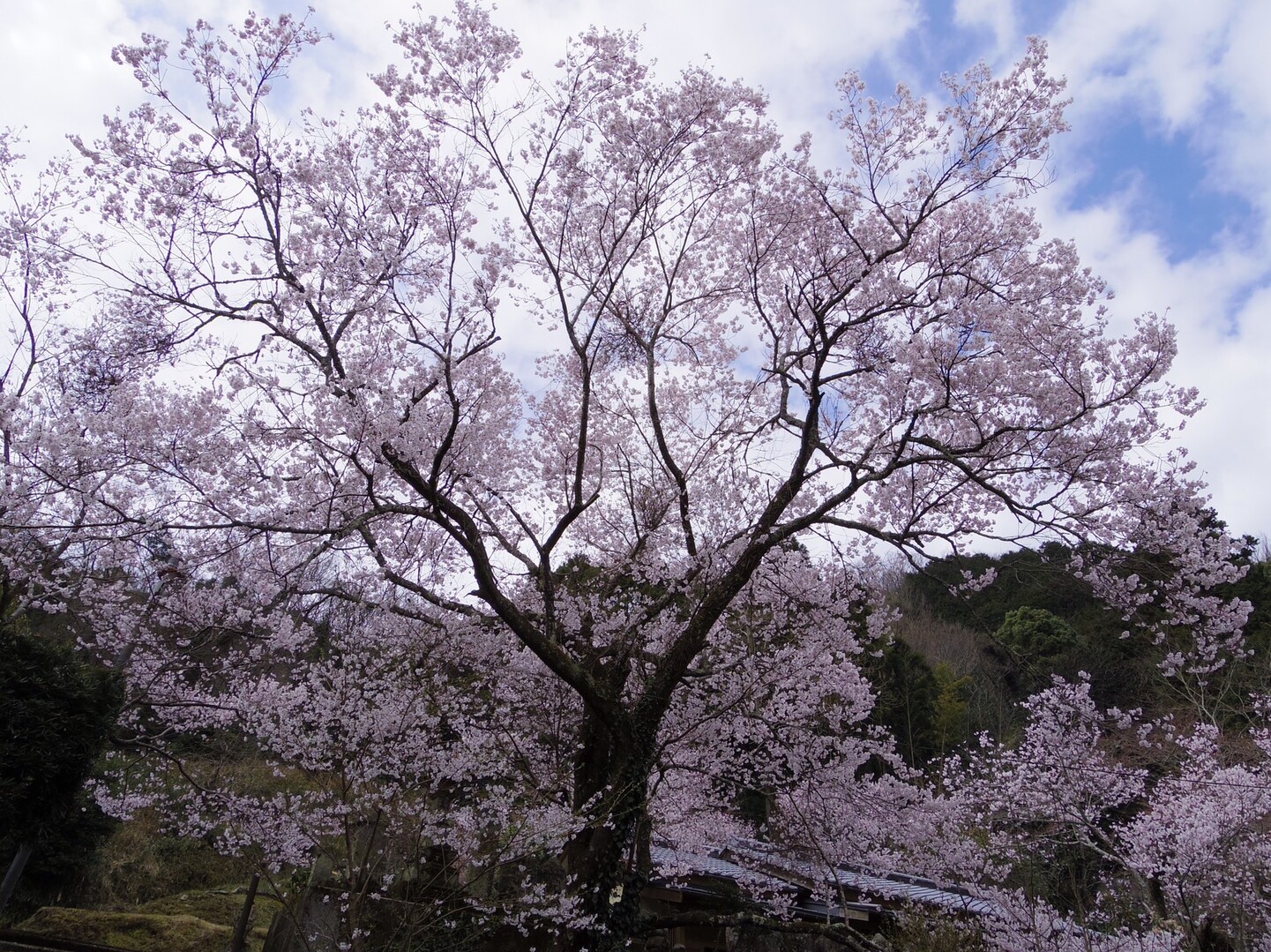 金竜山公園と於安パークの桜開花状況 顔文字dさんの矢筈山 黒笠山の活動日記 Yamap ヤマップ