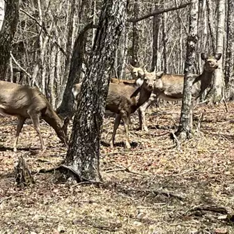 鹿さん🦌の群れと遭遇！
9頭の親子の群れでした。