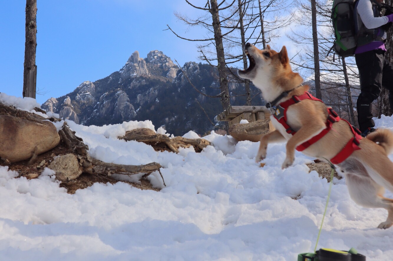 犬連れ 瑞牆山 犬連れなら積雪期の方が楽 こうたさんの瑞牆山 金峰山の活動データ Yamap ヤマップ