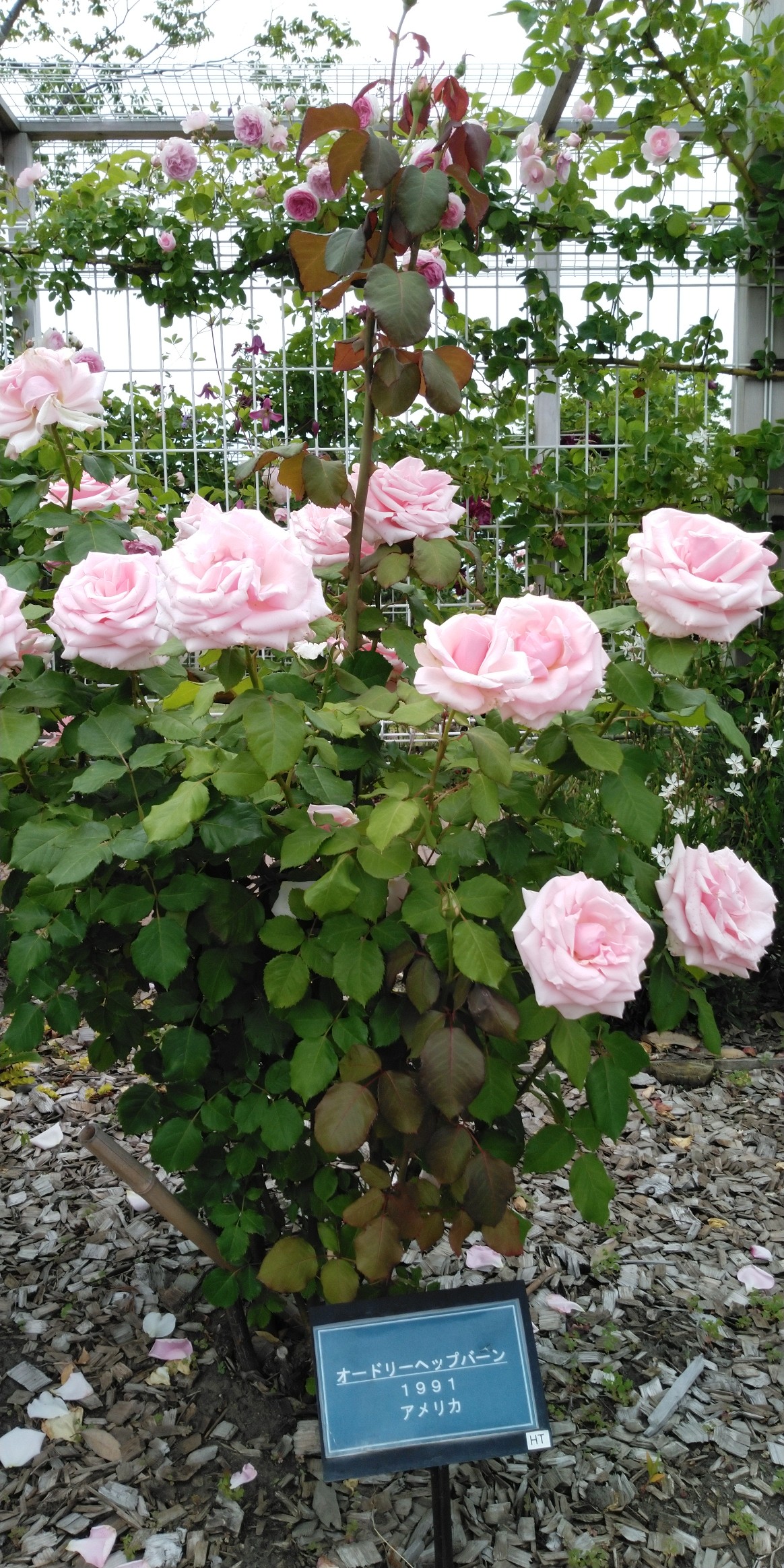 せんだい農業園芸センター 06 11 Kco ケーコ さんの仙台市の活動日記 Yamap ヤマップ