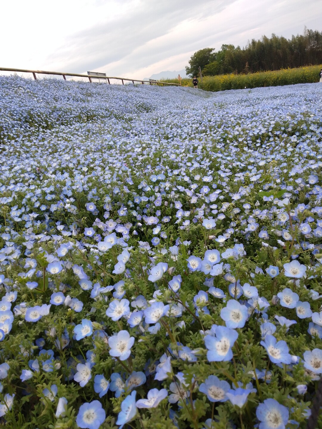 高崎市の鼻高展望花の丘はネモフィラが見頃 ふみさんのモーメント Yamap ヤマップ