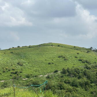 大盛山方面は黄色い絨毯🌼