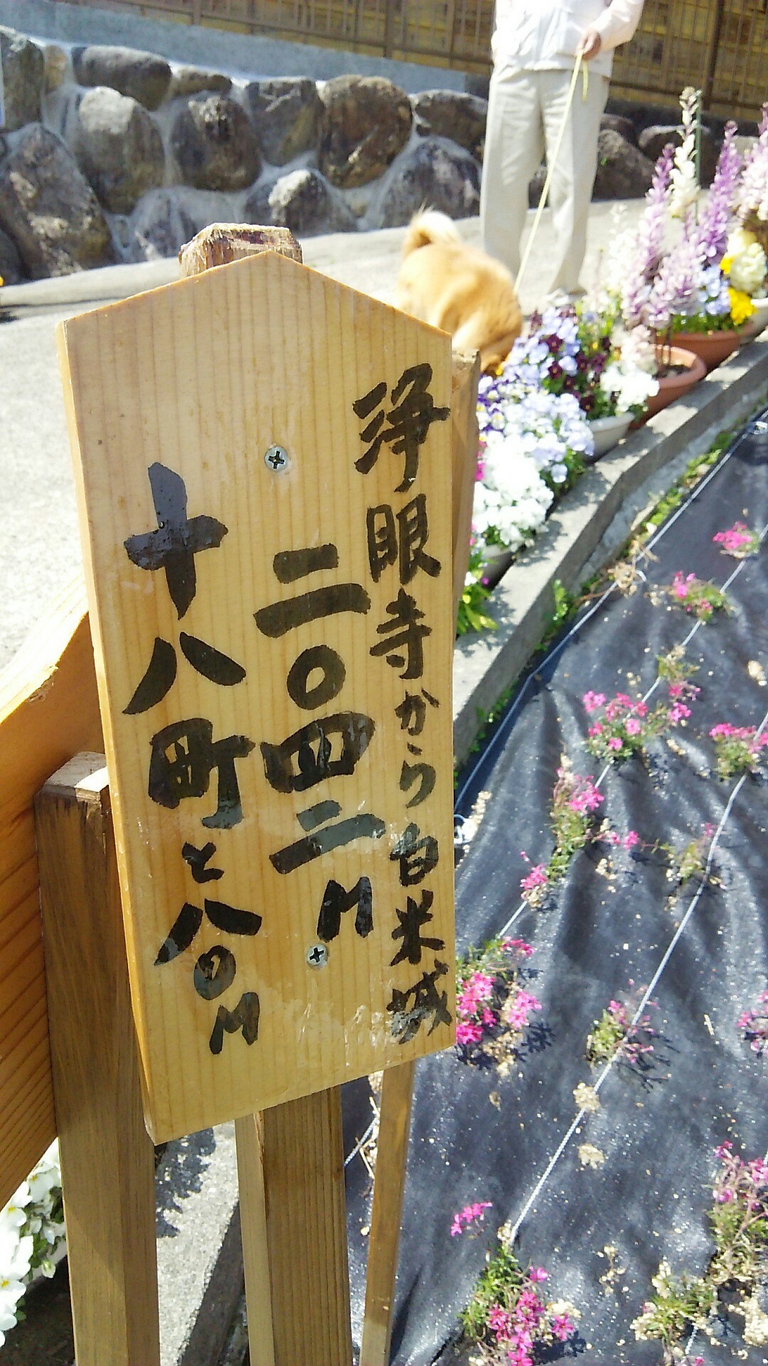 枡形山 312 3m 白米城跡 浄眼寺 大阿坂ｺｰｽ さとちゃんさんの堀坂山 観音山 桝形山 白米城 の活動データ Yamap ヤマップ