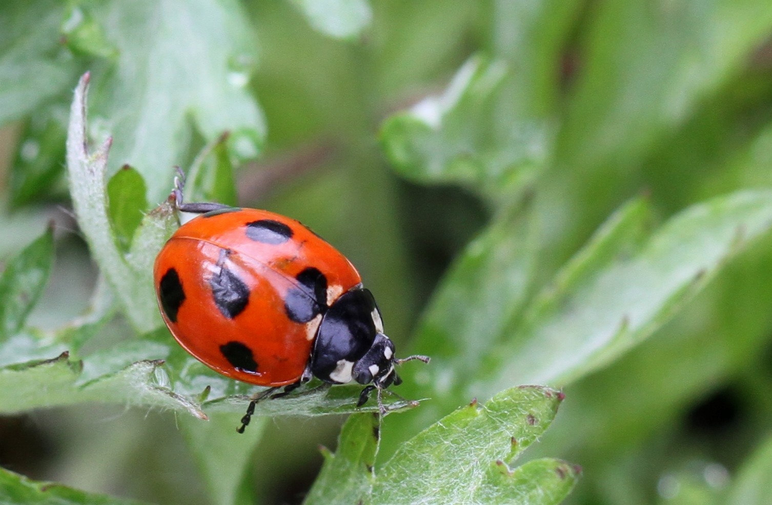 春の高尾山 ユユ さんの高尾山 陣馬山 景信山の活動日記 Yamap ヤマップ