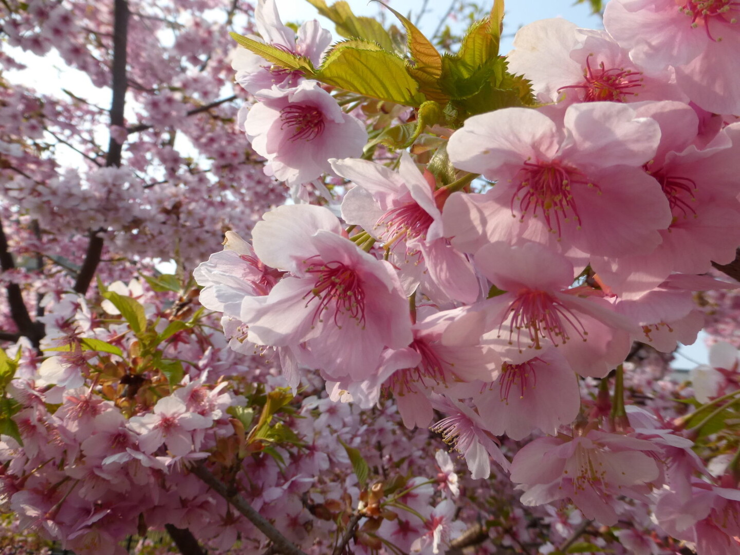 河津桜を見に 淀から枚方市駅まで 松花堂 市民の森を通ってウォーキング あかりさんの京都市の活動データ Yamap ヤマップ