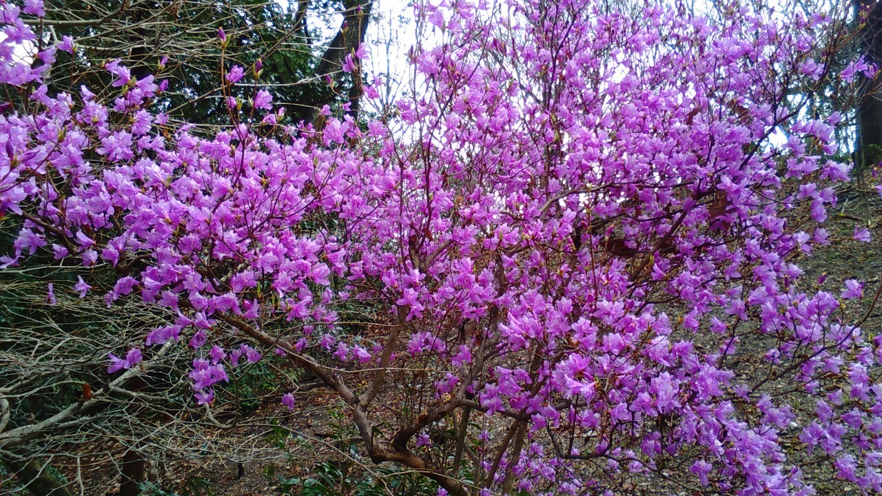 名古屋の東山動植物園へ春の花を見に のりさんの名古屋市の活動日記 Yamap ヤマップ