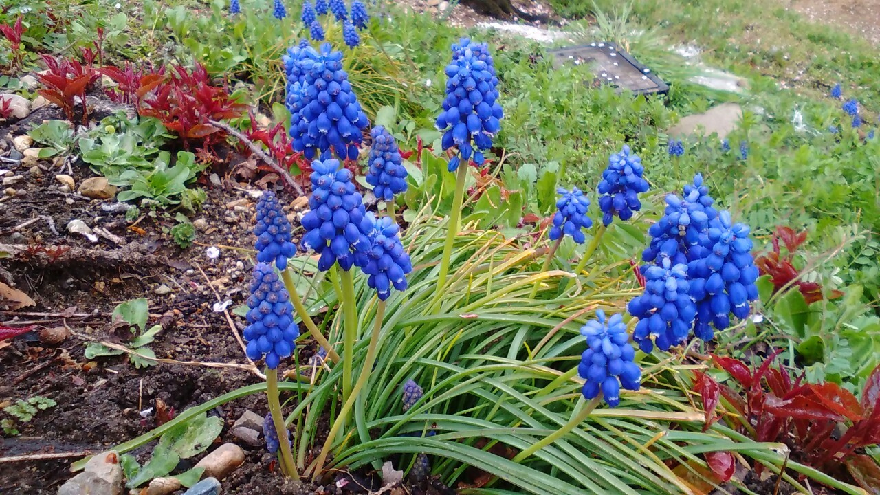 名古屋の東山動植物園へ春の花を見に のりさんの名古屋市の活動日記 Yamap ヤマップ