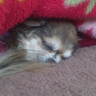 きなこはチワわンです！