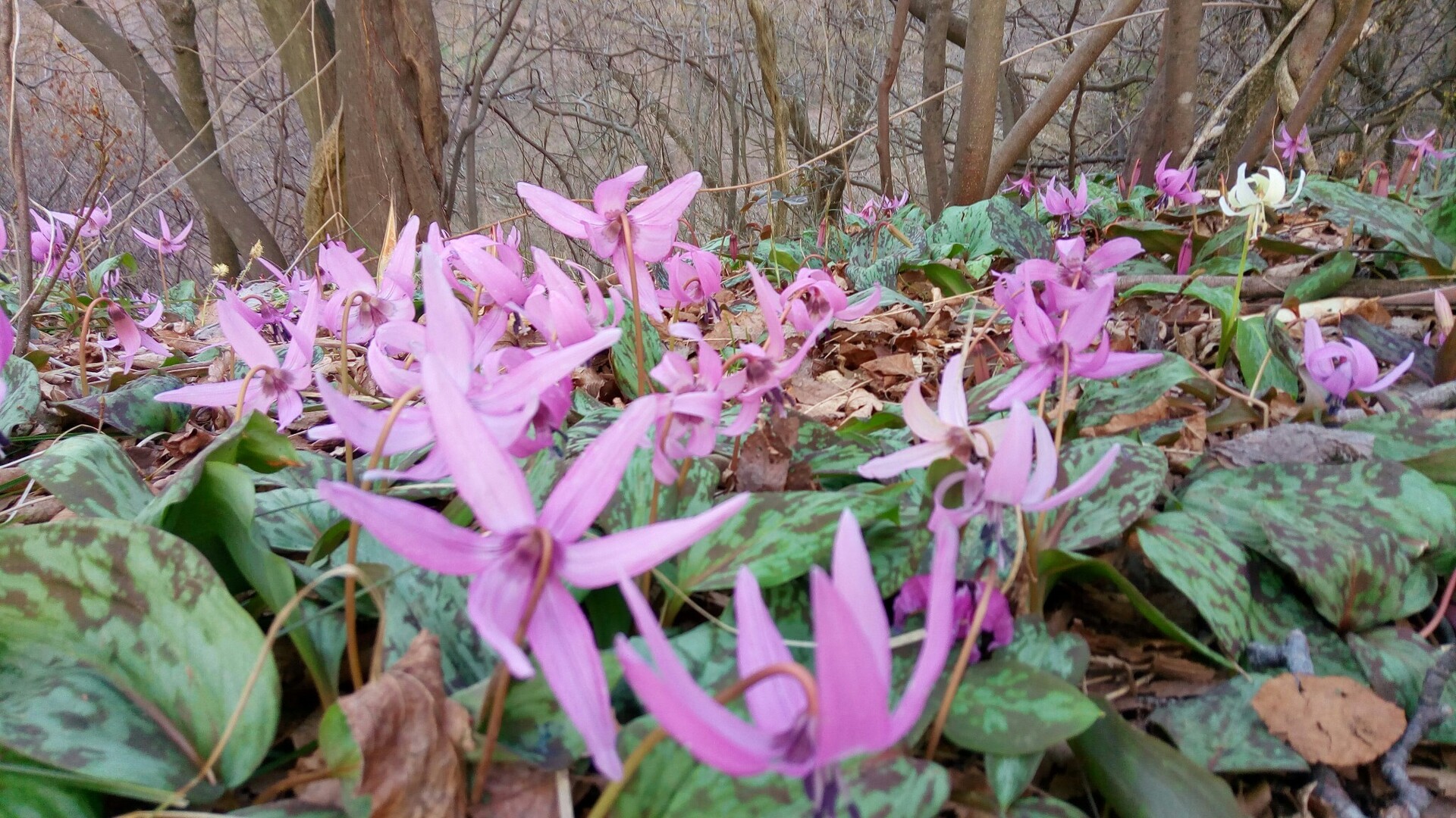 白いカタクリの花をもとめて 角田山の写真5枚目 Yamap ヤマップ