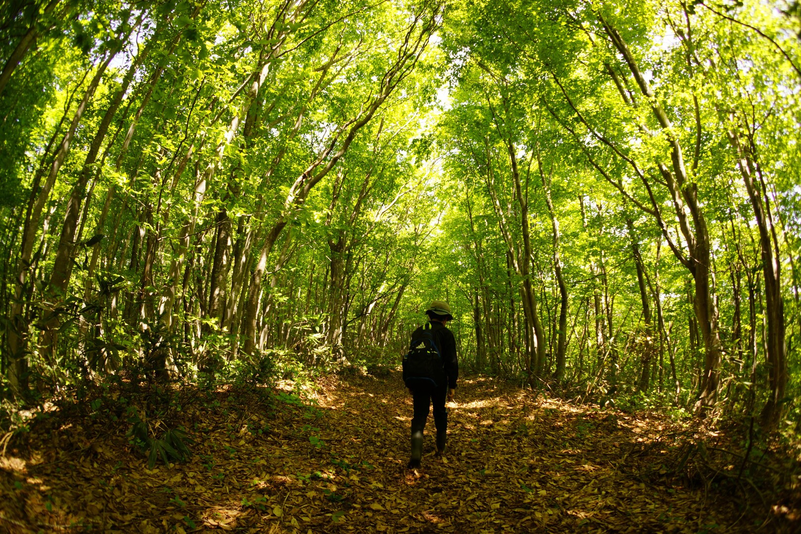 バリカン山・楢木森山 / masa／ Sさんの楢木森山・バリカン山の活動データ YAMAP / ヤマップ