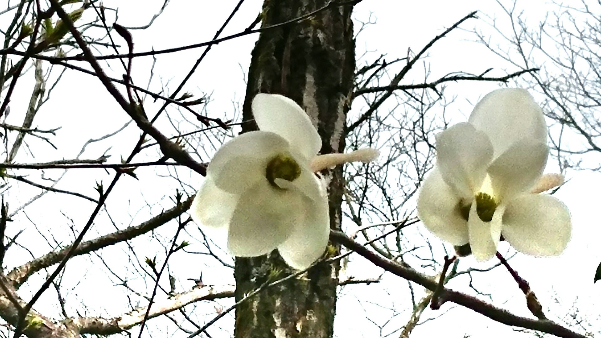 タムシバを見に猿投山 とんこさんの猿投山 物見山の活動データ Yamap ヤマップ