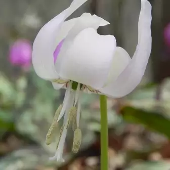白いカタクリの花をもとめて Shoさんの角田山の活動データ Yamap ヤマップ