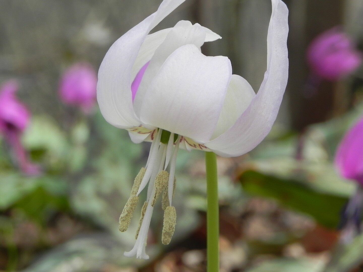 白いカタクリの花をもとめて Shoさんの角田山の活動データ Yamap ヤマップ