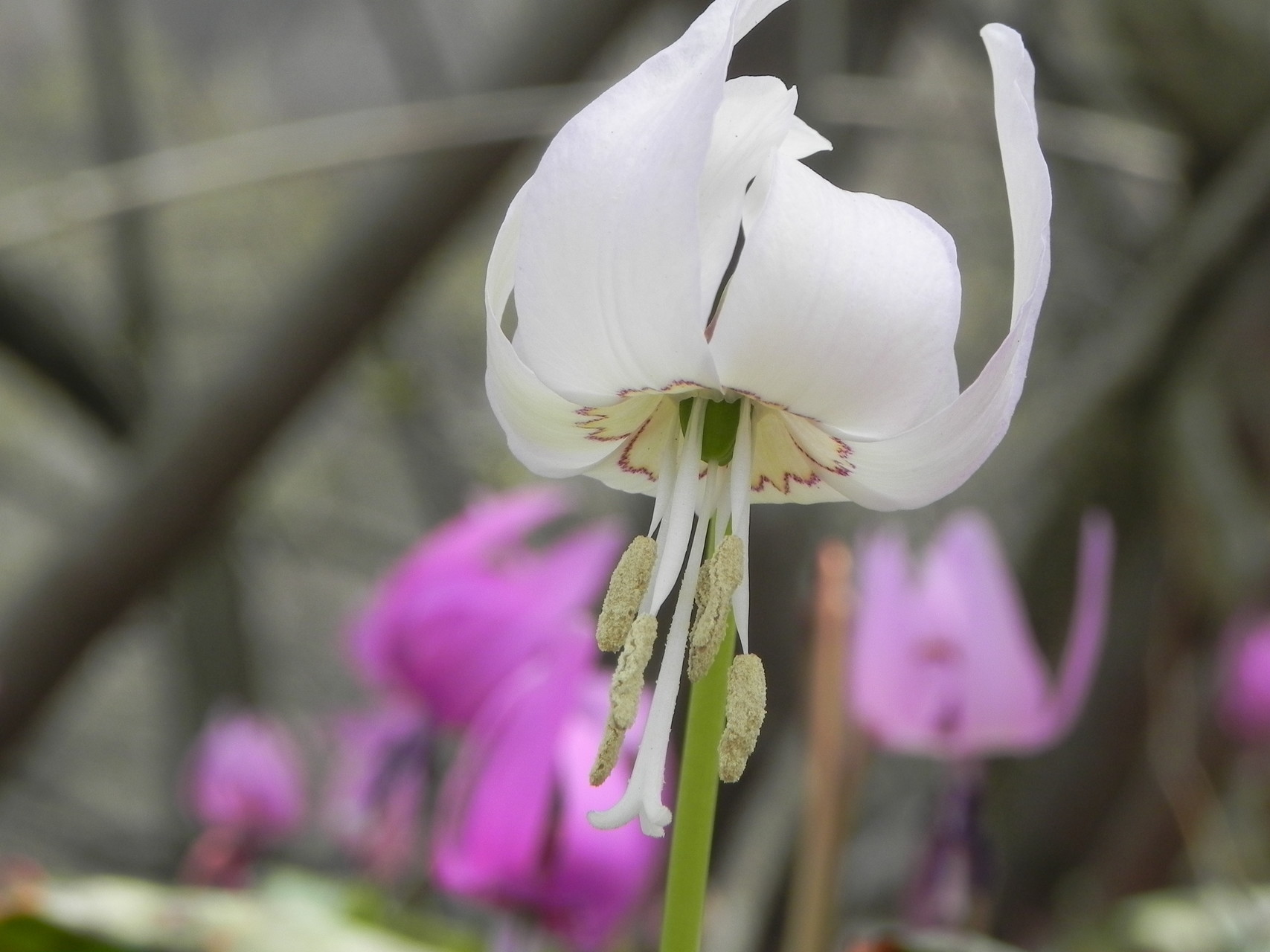 白いカタクリの花をもとめて Shoさんの角田山の活動日記 Yamap ヤマップ