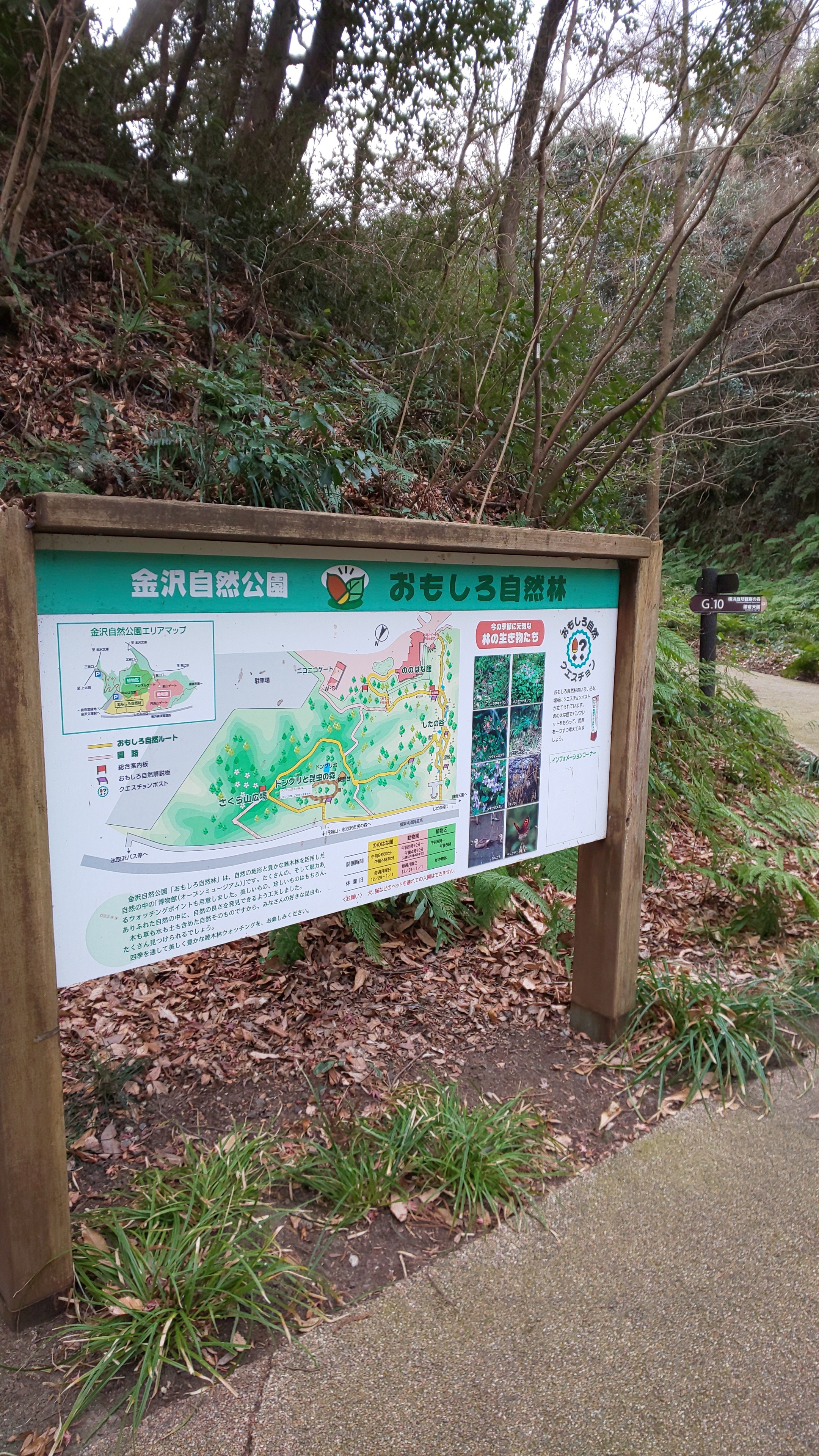 横浜市民の森 鎌倉アルプス 十二所 鷹取山 しましまさんの鎌倉アルプス 大平山 天台山 の活動日記 Yamap ヤマップ