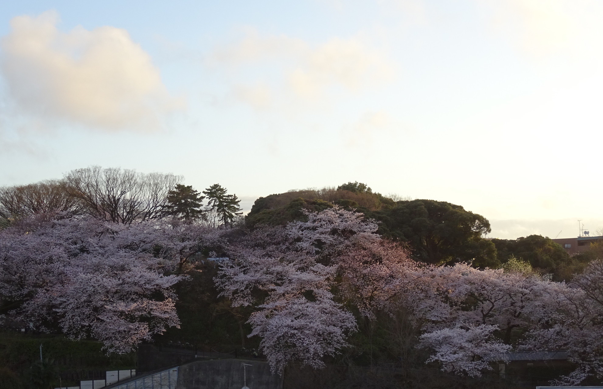 掃部山公園 花見 こなっちさんの横浜市 中央エリアの活動日記 Yamap ヤマップ