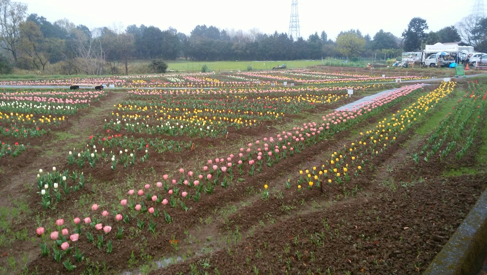 雨の大分スポーツ公園 おかばる市民花公園ウォーキング Masaさんの大分市の活動日記 Yamap ヤマップ