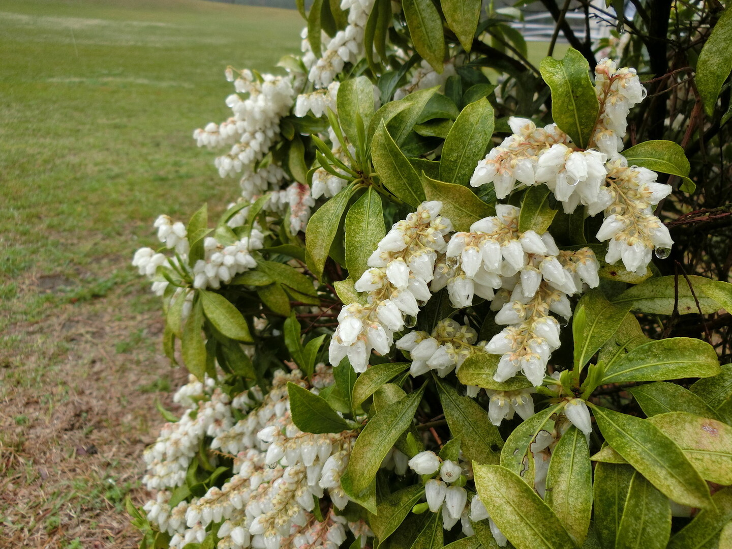 雨の大分スポーツ公園 おかばる市民花公園ウォーキング Masaさんの大分市の活動日記 Yamap ヤマップ