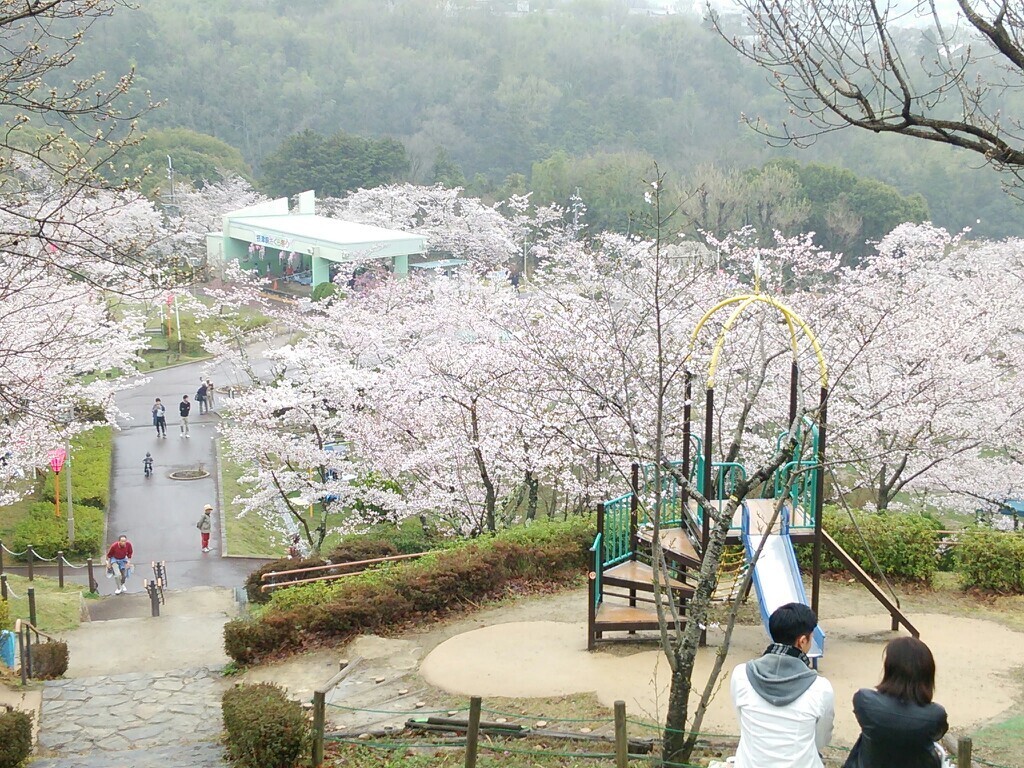 高槻の桜は満開です えむけんさんの竜王山 阿武山の活動日記 Yamap ヤマップ