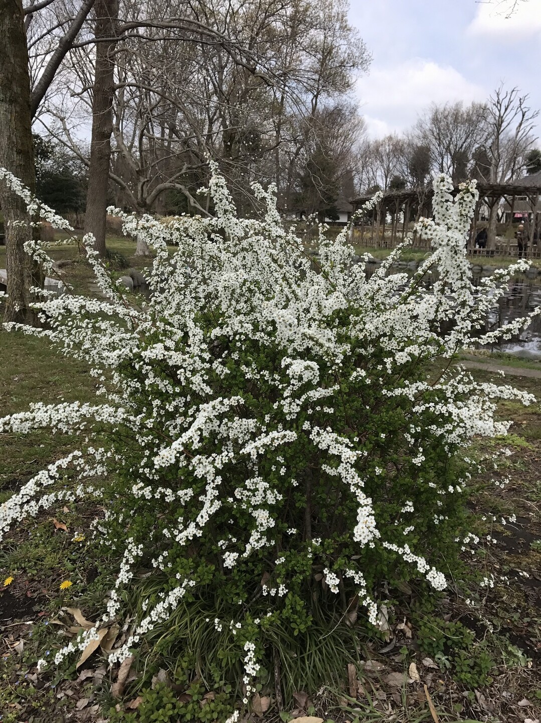 Jr府中本町駅から春暖の郷土の森へ 国分寺市の写真5枚目 ユキヤナギ 花期は3 4月 葉が柳の葉に Yamap ヤマップ