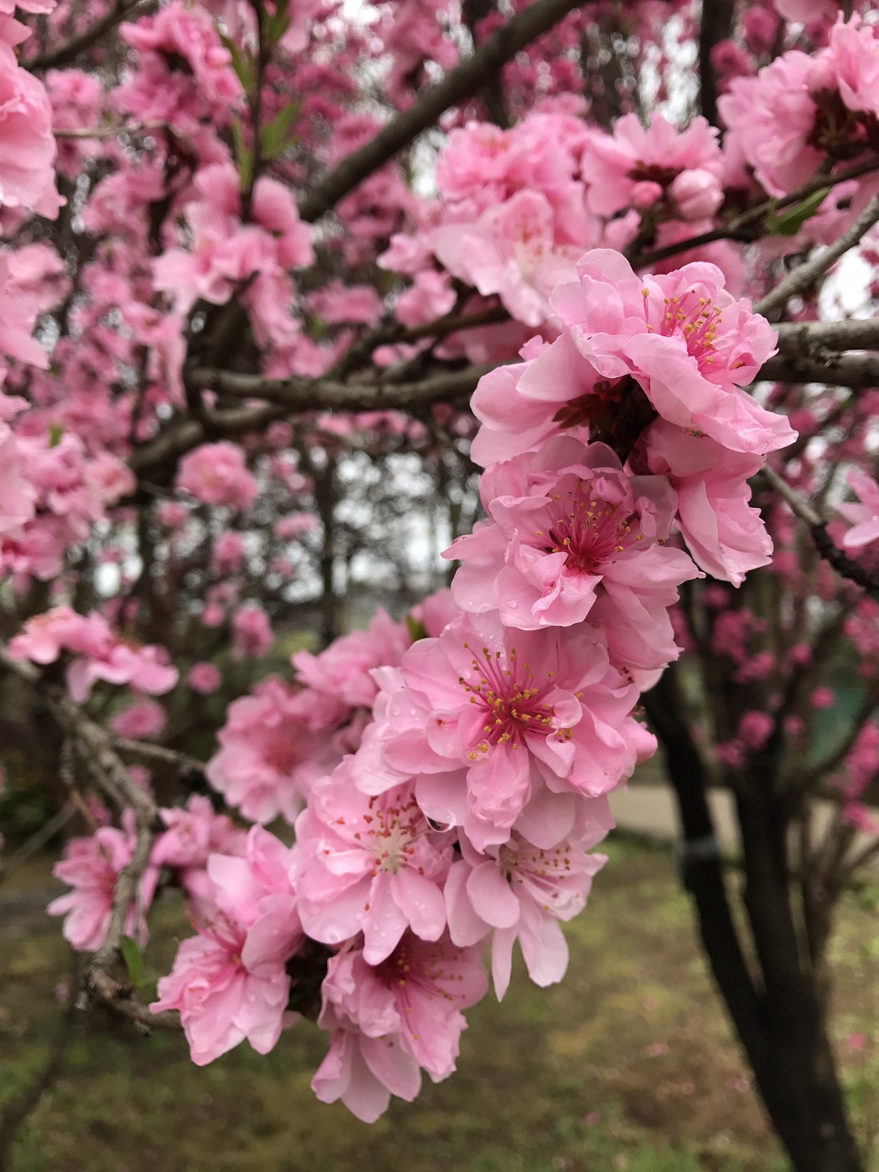 Jr登戸から宿河原 緑ヶ丘で花見 ずおずおむさんの東京都23区 西エリアの活動日記 Yamap ヤマップ
