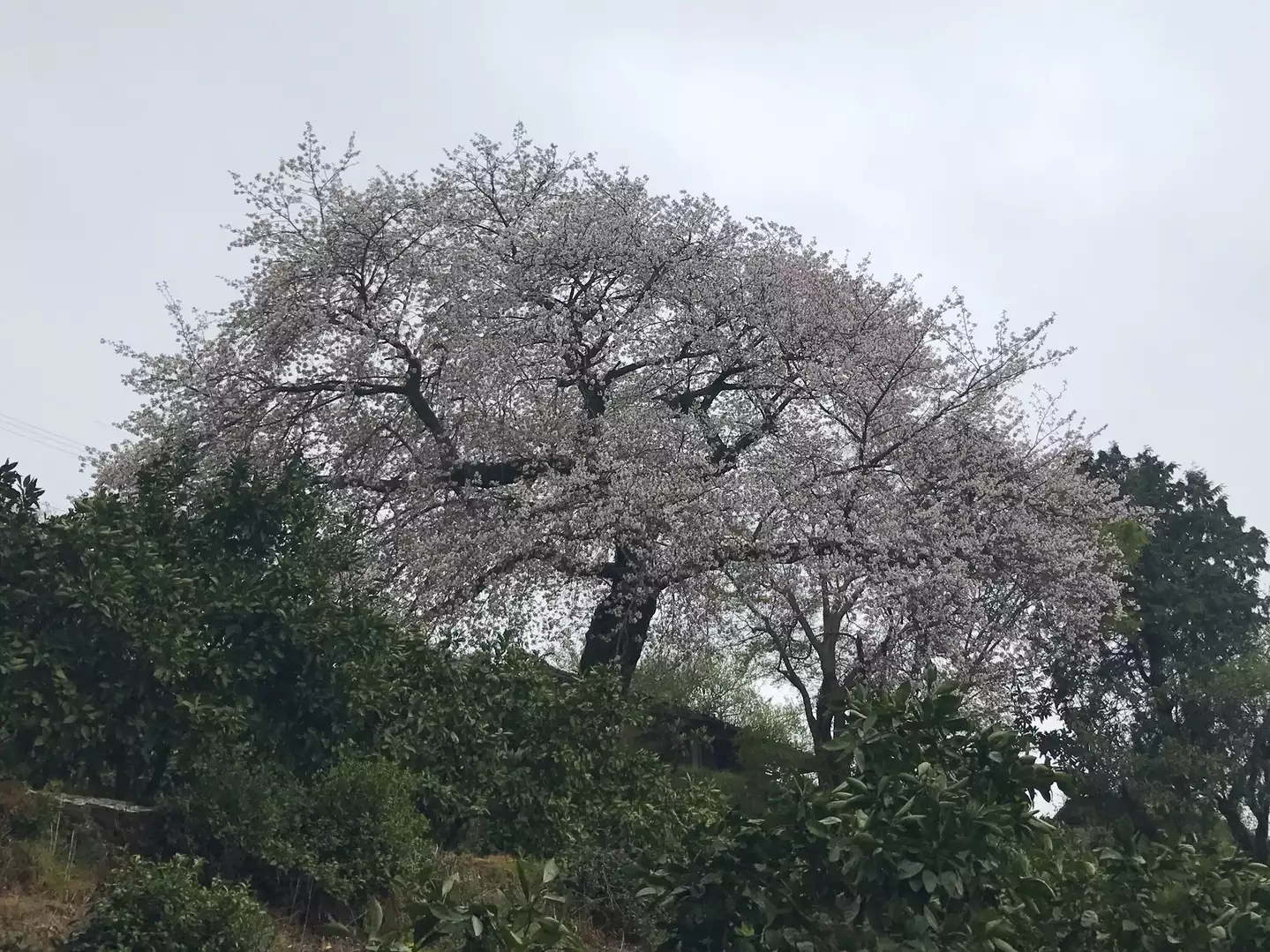 秘境 平家谷 に咲き誇る平家五大山桜 ウォーキング探訪 福岡県みやま市 ゆりさんの御牧山の活動データ Yamap ヤマップ