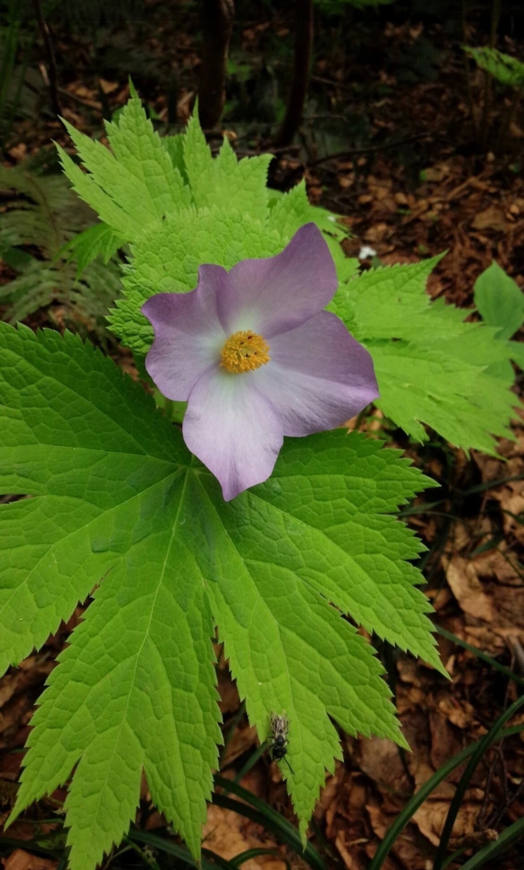 今まで出会った花たち たへもんさんの新発田市の活動日記 Yamap ヤマップ