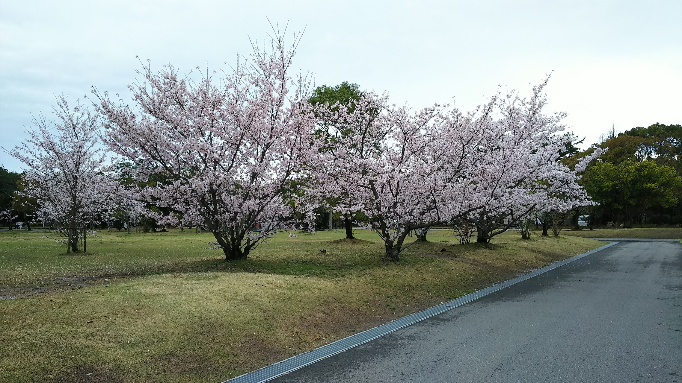 桜と言えば 十四川はやっぱり外せない まのちゃんさんの四日市市の活動データ Yamap ヤマップ