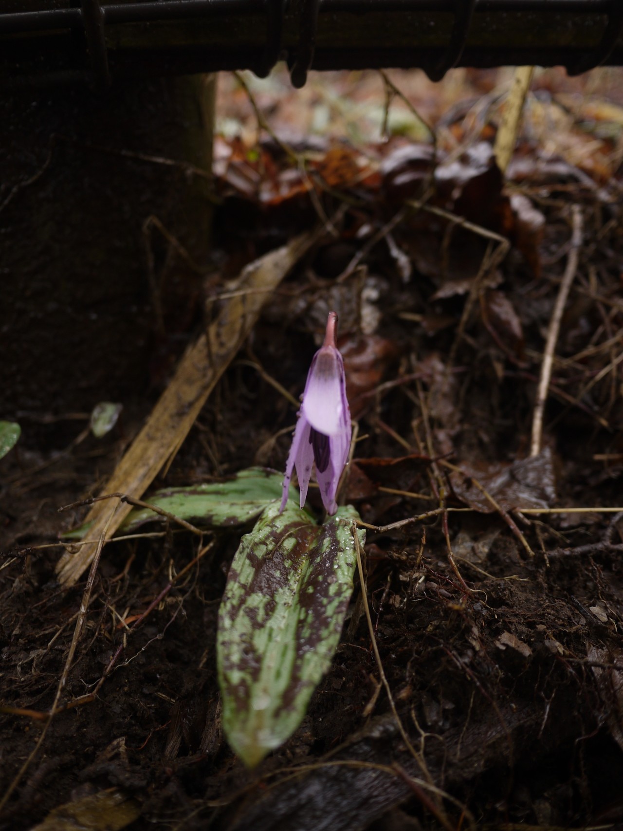 筑波山 カタクリの花が咲くのはいつ 白色y星人さんの筑波山の活動データ Yamap ヤマップ