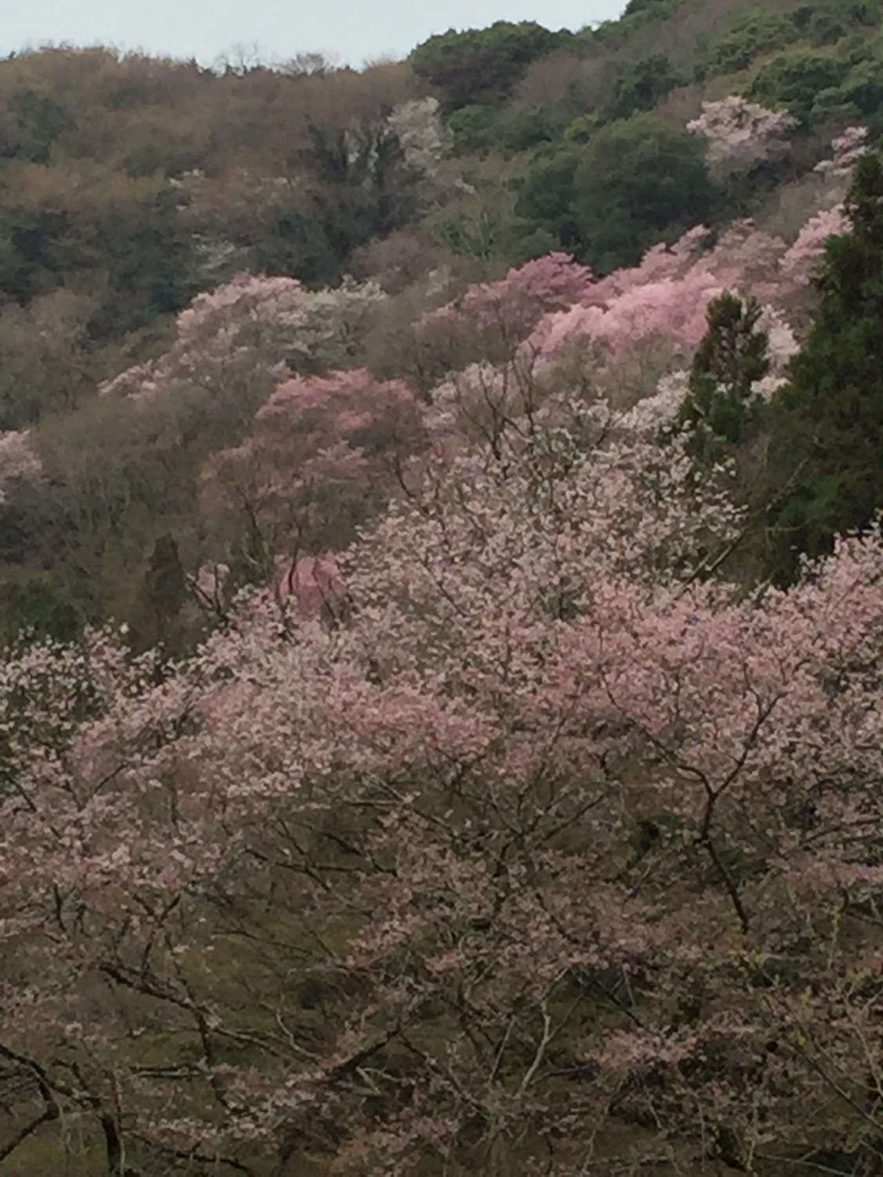 箕面 お花見 こもれびの森から勝尾寺園地へ けいこさんの六個山 鉢伏山 明ヶ田尾山 五月山の活動日記 Yamap ヤマップ