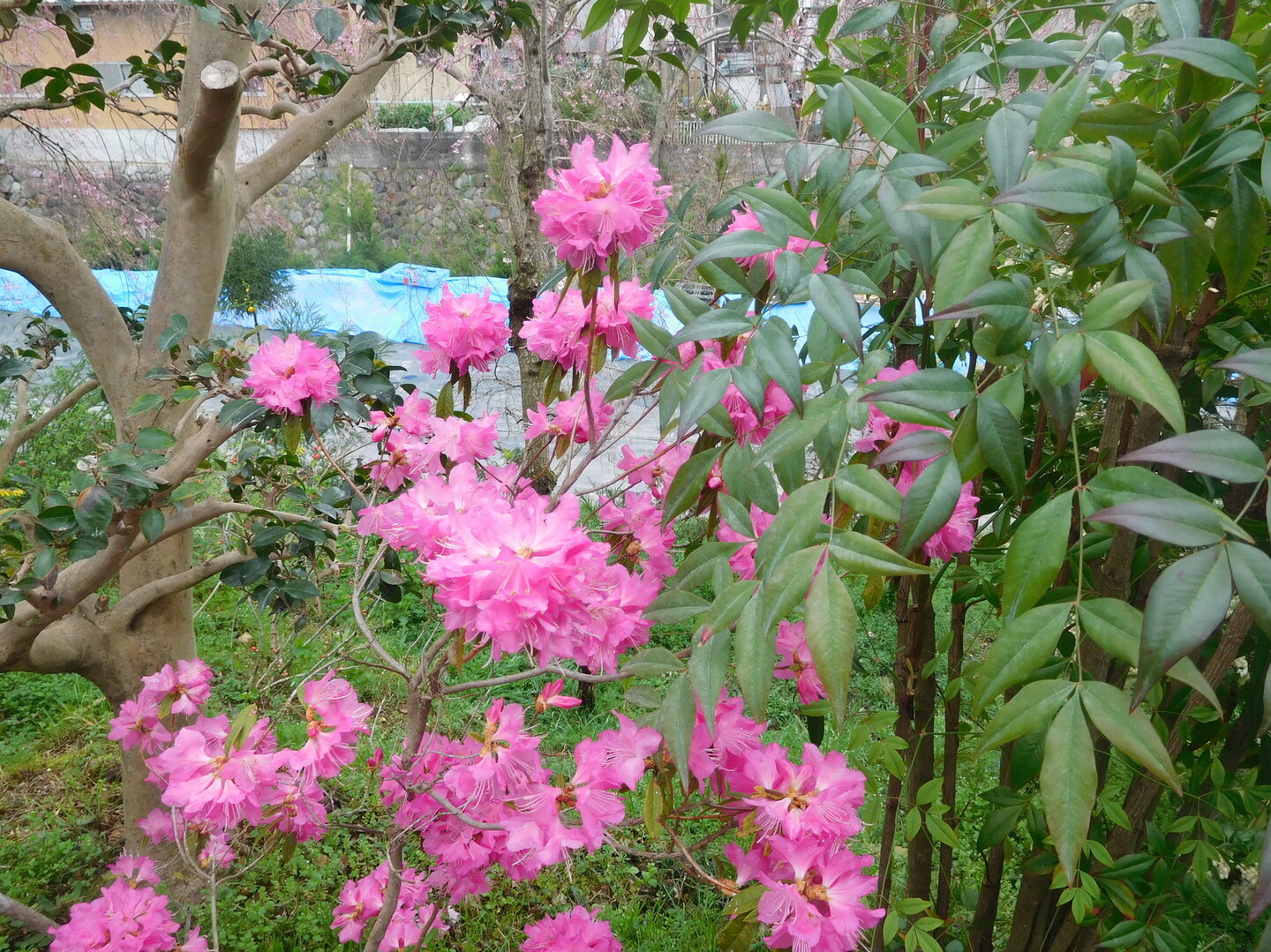 京都の桜の穴場 原谷苑 京都一周トレイルの写真枚目 ツツジ Yamap ヤマップ