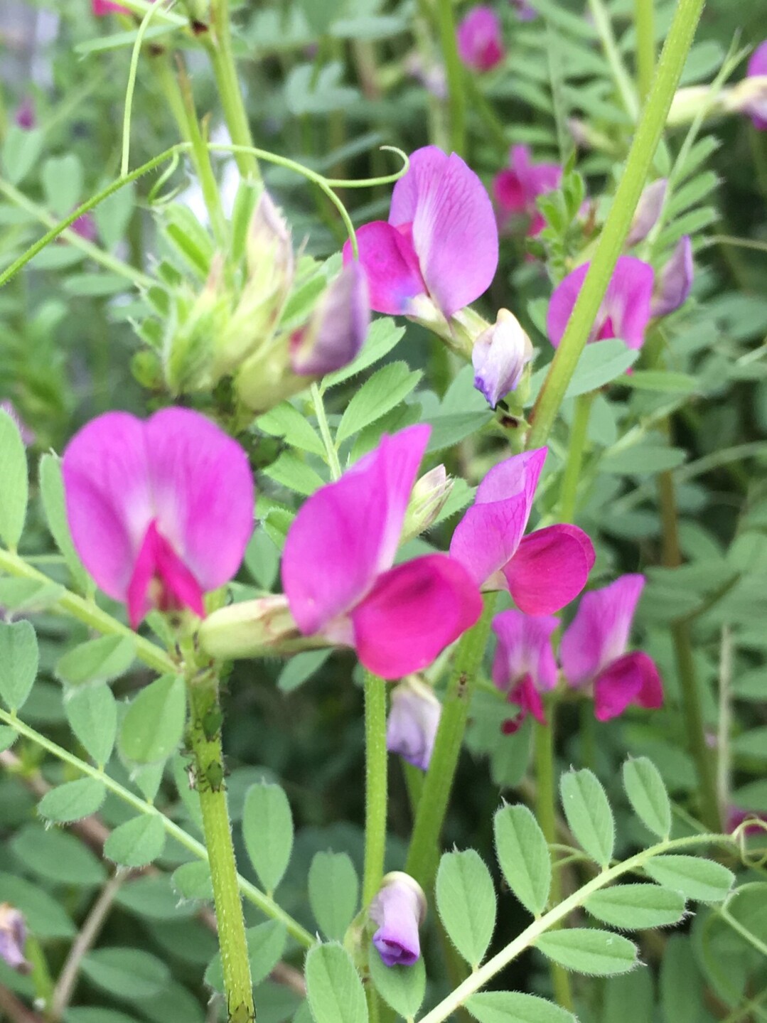 ポンポン山系花しらべ 4月 やまたいらさんのポンポン山 釈迦岳 小塩山 若山の活動日記 Yamap ヤマップ