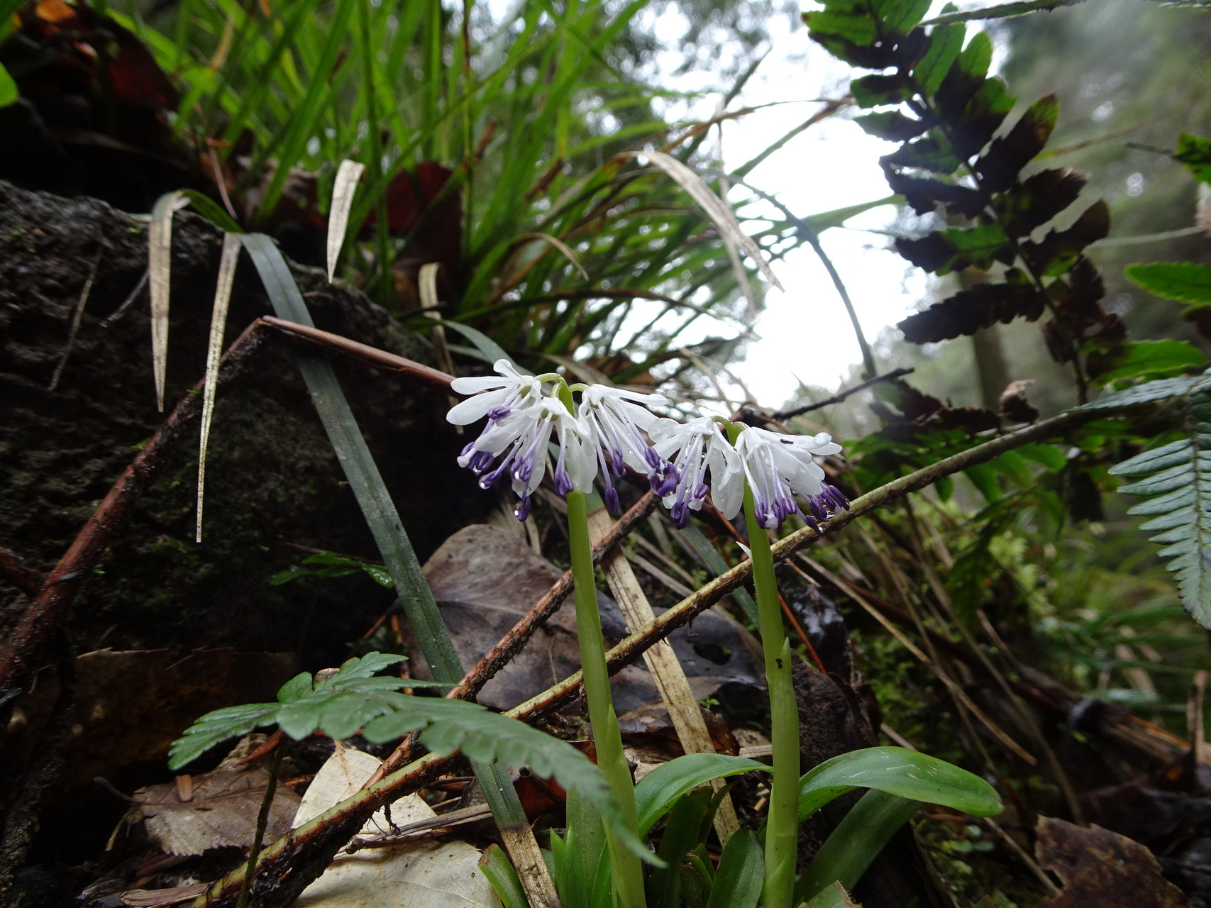 赤目四十八滝 小さな花たちに会えました おとみんさんの長坂山 赤目四十八滝の活動データ Yamap ヤマップ