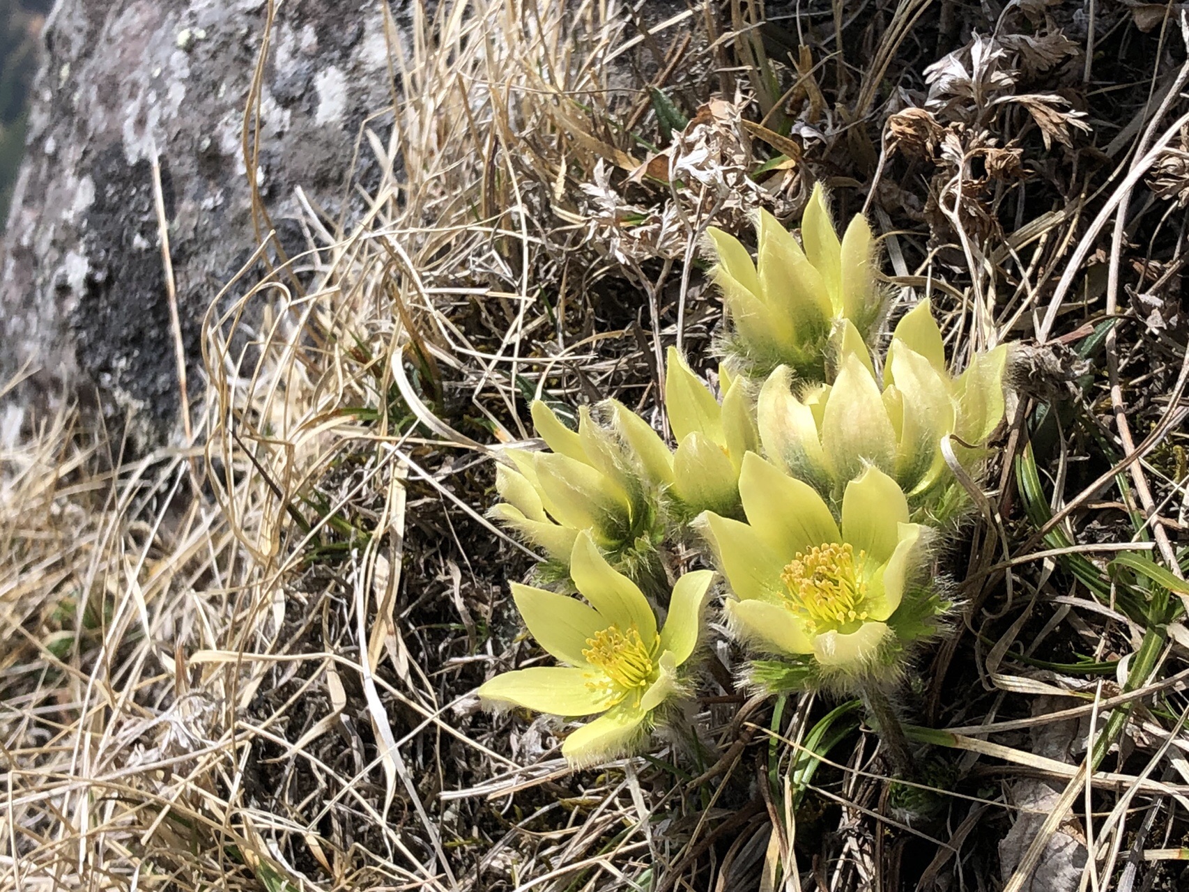 19 06 06 八ヶ岳のツクモグサ るたんさんの八ヶ岳 赤岳 硫黄岳 天狗岳 の活動データ Yamap ヤマップ