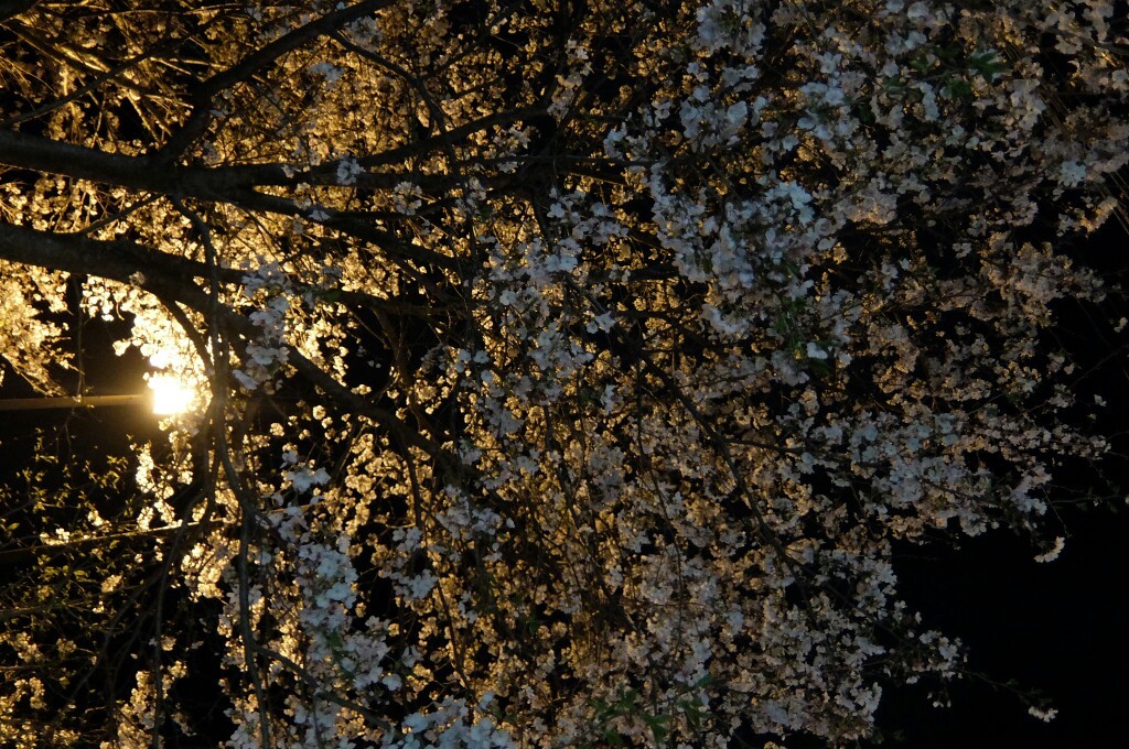 延岡市城山 夜桜 宝満love さんの行縢山の活動データ Yamap ヤマップ