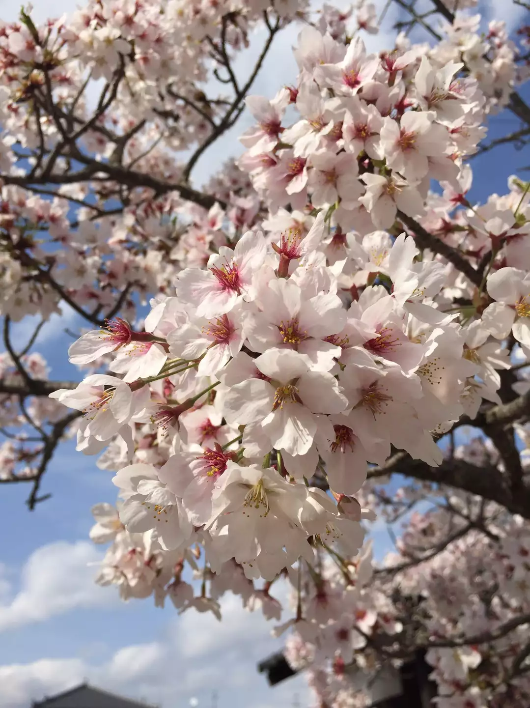 桜満開の二上山 お花見 Shiraさんの金剛山 二上山 大和葛城山の活動データ Yamap ヤマップ