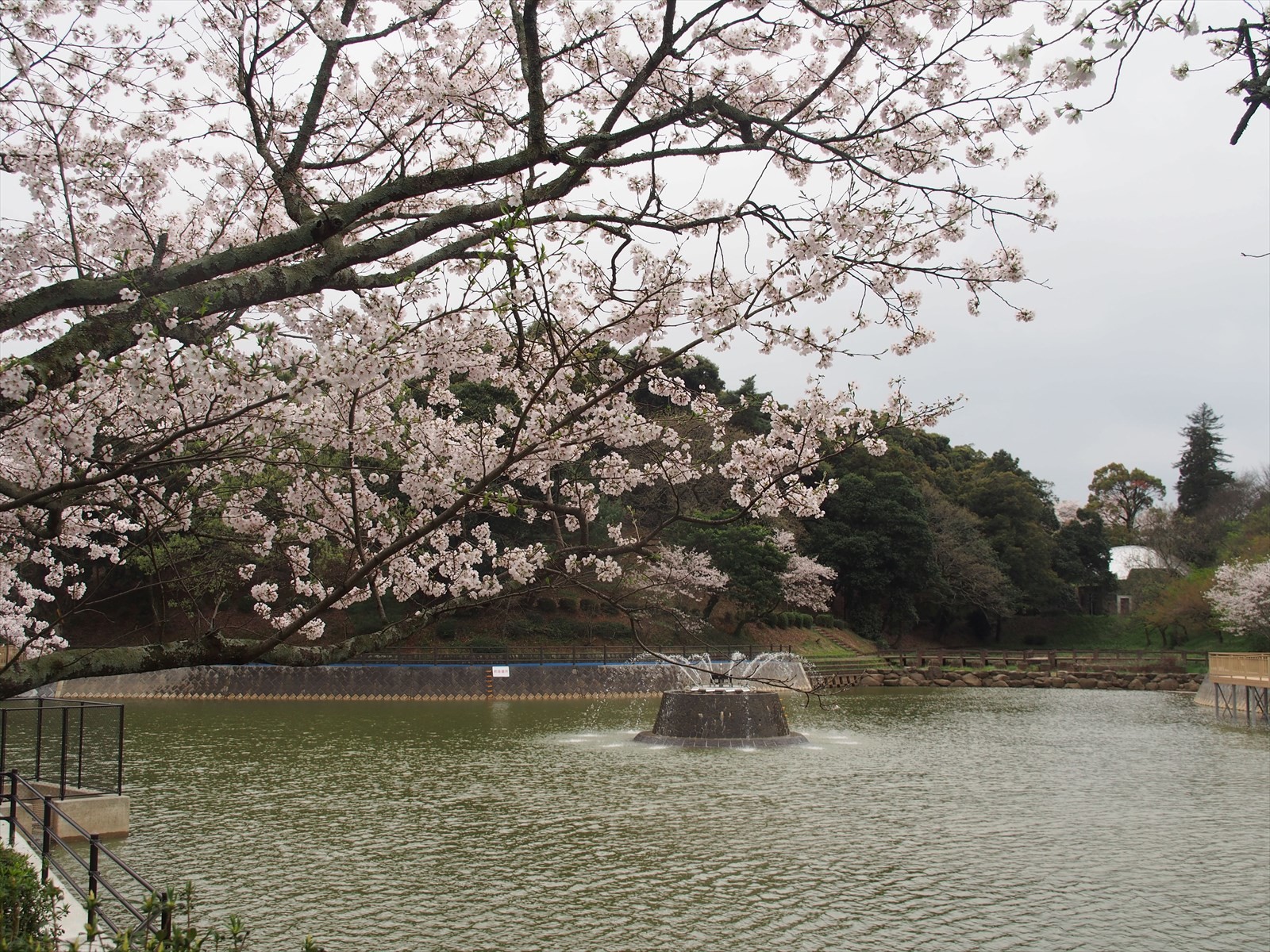 甘木公園と草場川のライトアップ Sato 里山 さんの大平山 福岡県朝倉市 安見ヶ城山の活動日記 Yamap ヤマップ