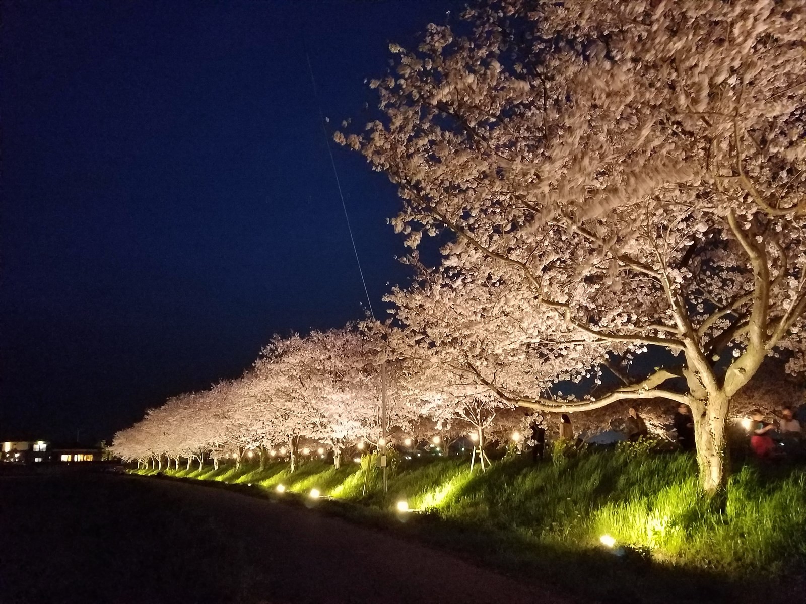 甘木公園と草場川のライトアップ Sato 里山 さんの大平山 福岡県朝倉市 安見ヶ城山の活動日記 Yamap ヤマップ