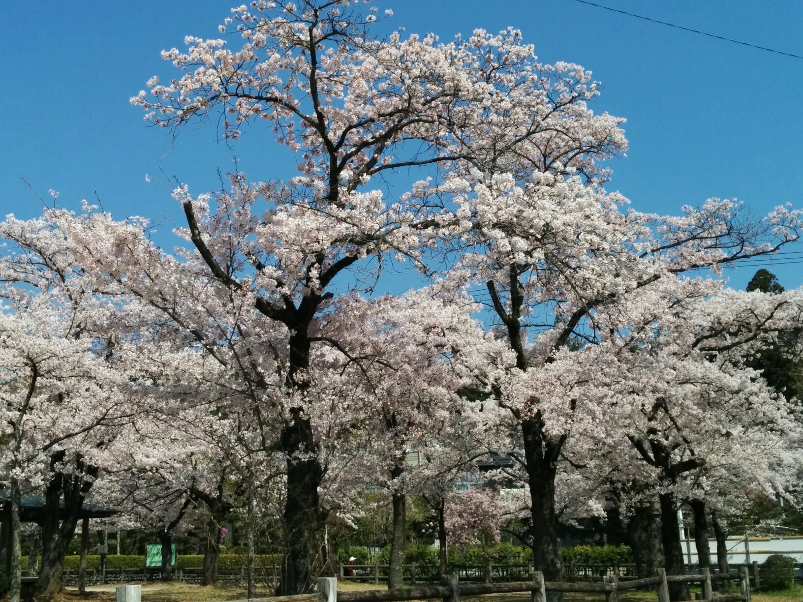 飯能中央公園 天覧山 多峯主山 飯能中央公園 Kazuさんの日和田山 物見山の活動日記 Yamap ヤマップ