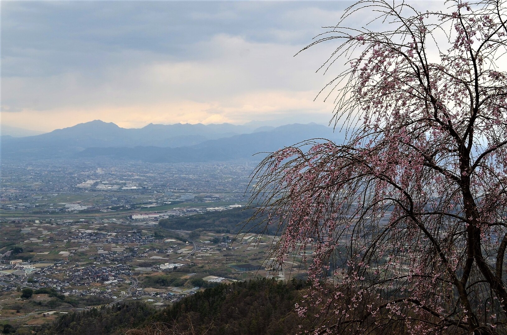 山の神千本桜 たいら山 プミラさんの日向山 市川三郷町 の活動データ Yamap ヤマップ