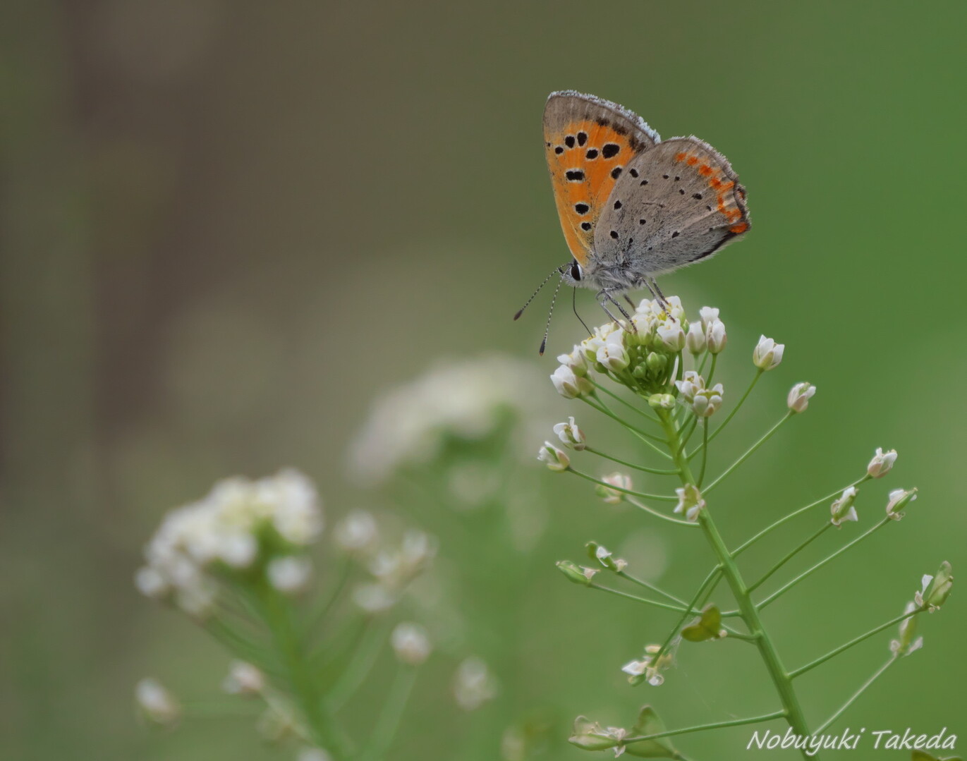 あきるの市 横沢入の里山散策 たけぱぱさんの日の出町の活動日記 Yamap ヤマップ