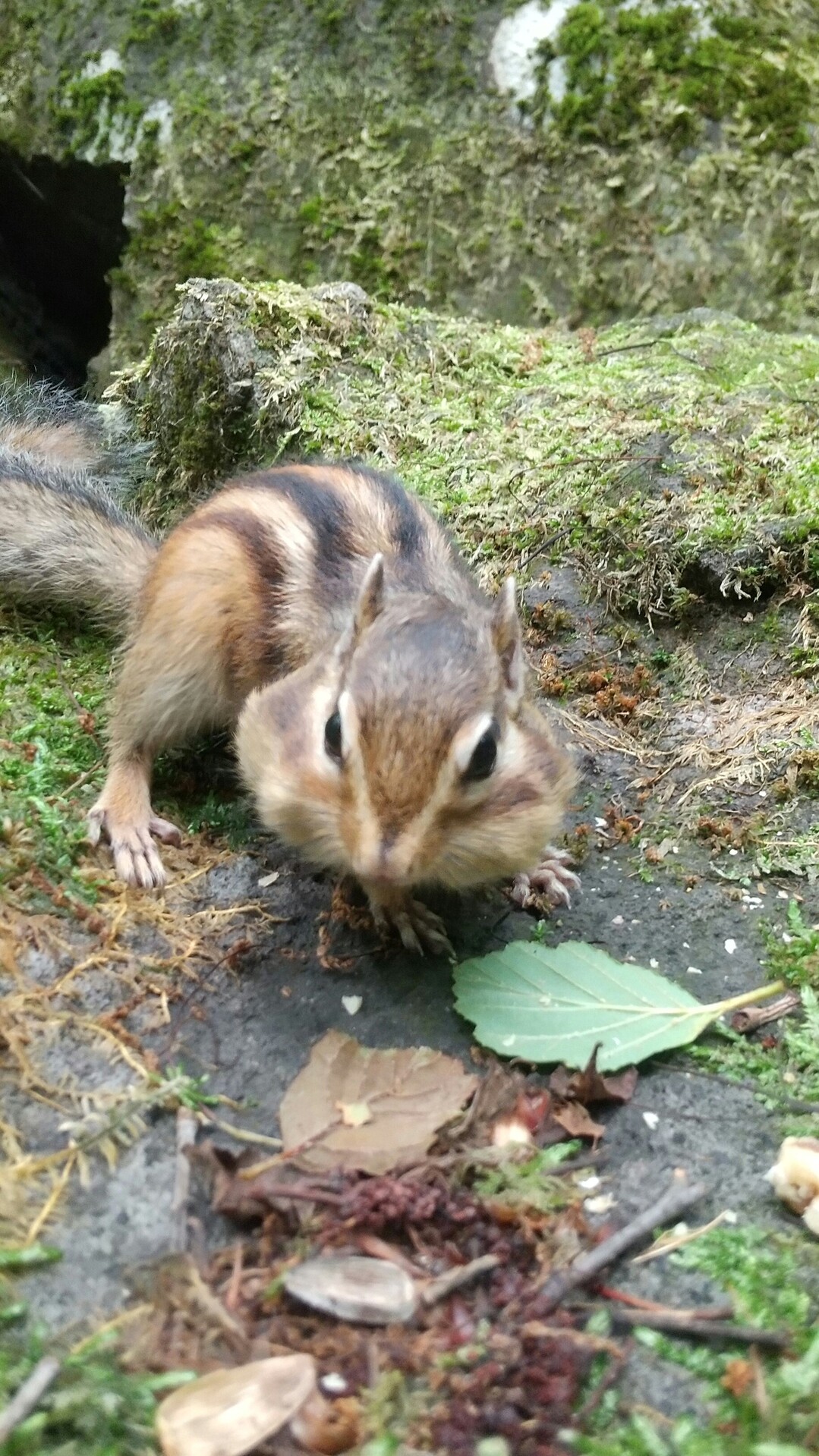 リス と遊ぶ榛名森林公園と水沢山 いっけんさんさんの榛名山 天狗山 天目山の活動データ Yamap ヤマップ