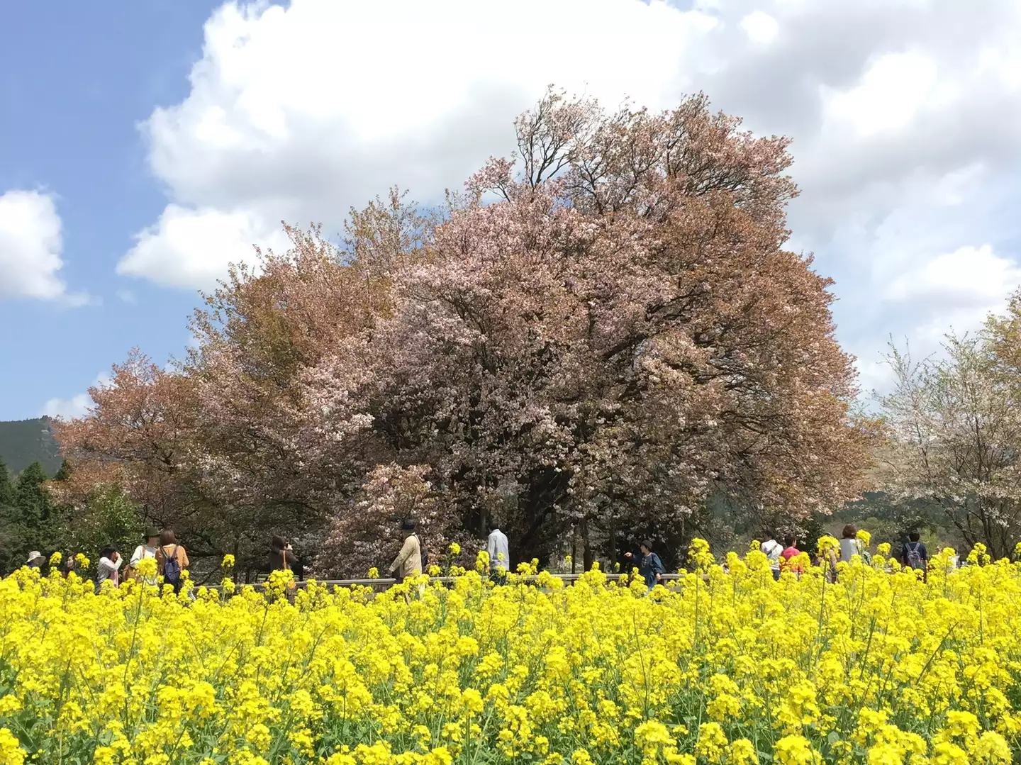 一心行の大桜と高森峠千本桜 よっこさんの南阿蘇村の活動データ Yamap ヤマップ