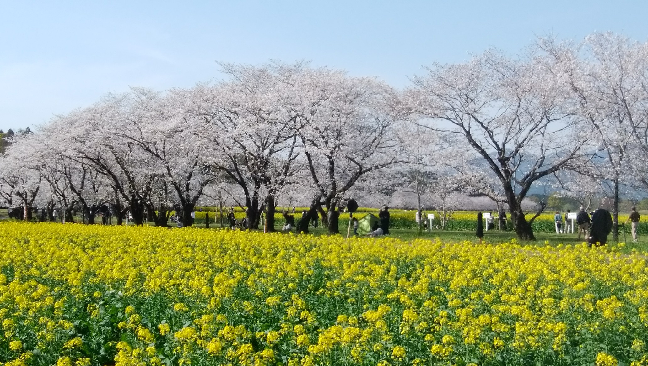高取山 西都原古墳群 よっちゃんさんの西都市の活動データ Yamap ヤマップ